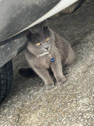 Lost Male Cat last seen The Greenway , Clarksville, TN 37042