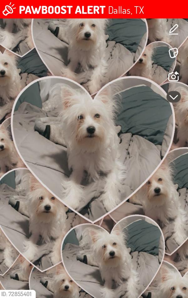 Lost Female Dog last seen TimberGlen road and midway road , Dallas, TX 75287