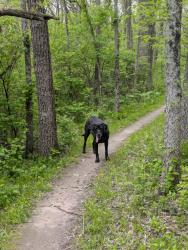 Found/Stray Unknown Dog last seen Upper Atwood found while bike riding , Rockford, IL 61109