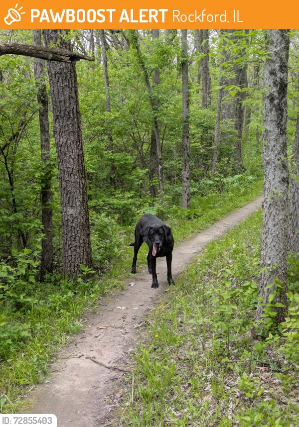 Found/Stray Unknown Dog last seen Upper Atwood found while bike riding , Rockford, IL 61109