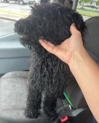 Found/Stray Female Dog last seen Mine and Homeplace, Catoosa County, GA 30755