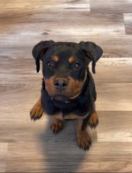 Lost Female Dog last seen University and pikes peak, Colorado Springs, CO 80910