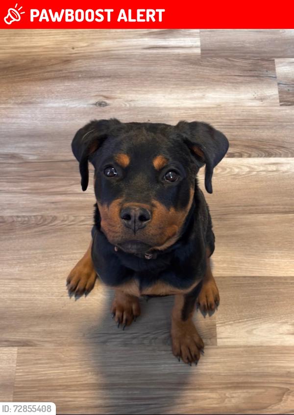 Lost Female Dog last seen University and pikes peak, Colorado Springs, CO 80910