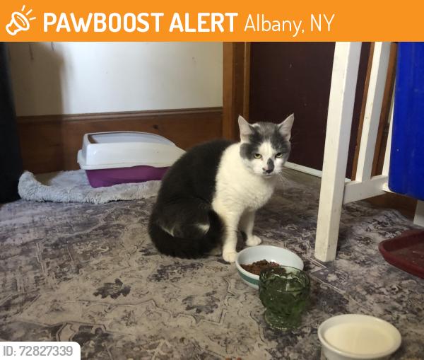 Found/Stray Female Cat last seen I-90, Albany, NY 12211