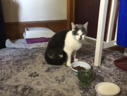 Found/Stray Female Cat last seen I-90, Albany, NY 12211