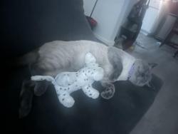 Lost Male Cat last seen Date st, Vista, CA 92083