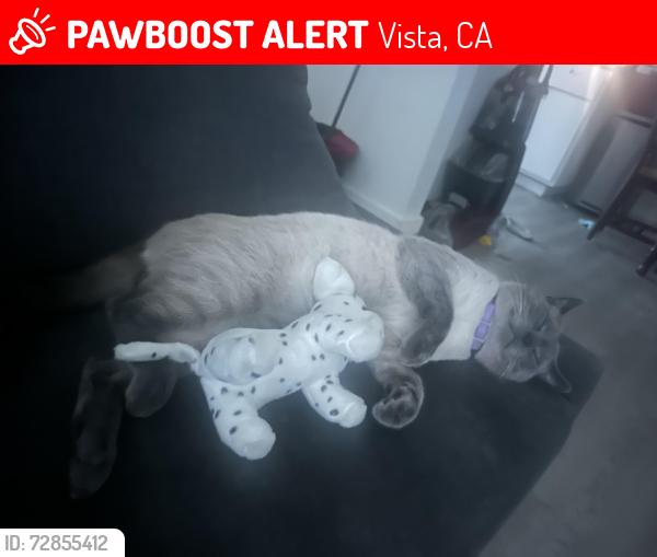 Lost Male Cat last seen Date st, Vista, CA 92083
