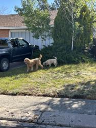 Found/Stray Unknown Dog last seen By oak creek elementary , Colorado Springs, CO 80906
