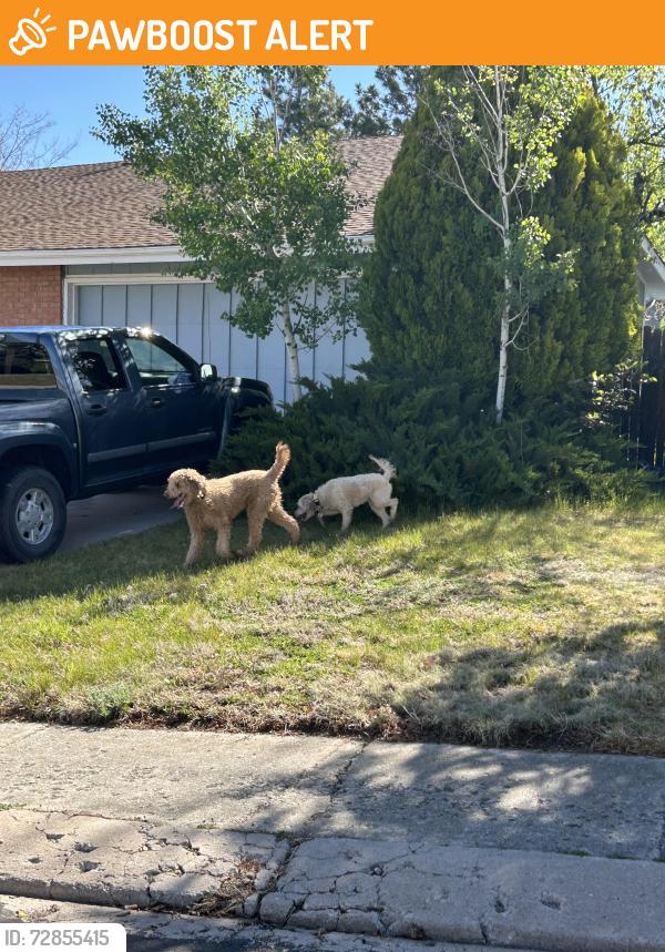 Found/Stray Unknown Dog last seen By oak creek elementary , Colorado Springs, CO 80906
