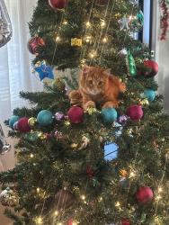 Lost Male Cat last seen B st, Hayward, CA 94541