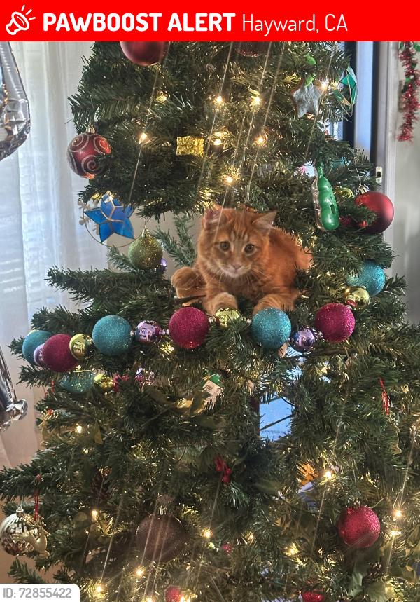 Lost Male Cat last seen B st, Hayward, CA 94541