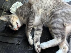 Found/Stray Male Cat last seen W Loyola dr, Kenner, LA 70065