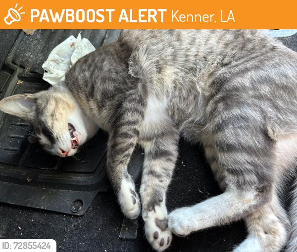 Found/Stray Male Cat last seen W Loyola dr, Kenner, LA 70065
