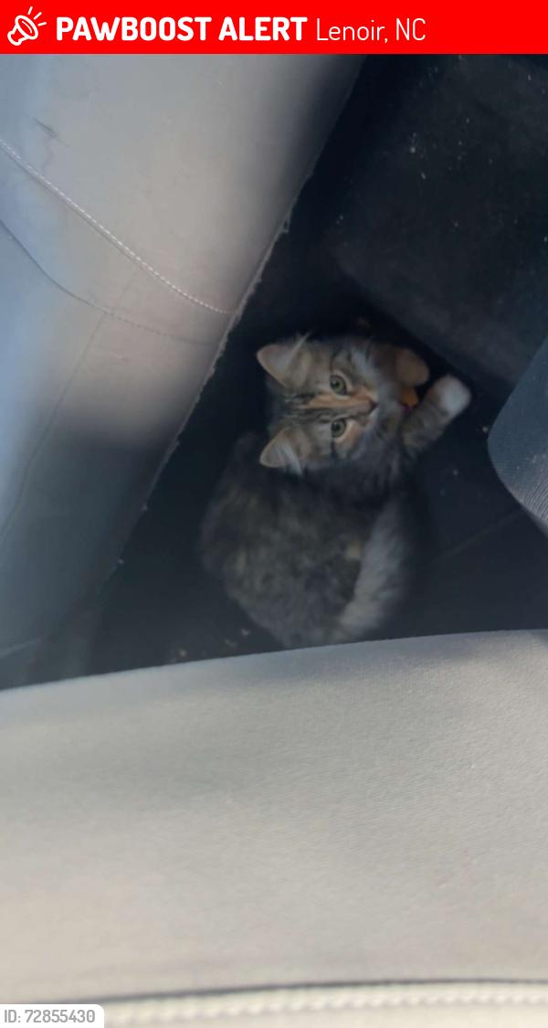 Lost Female Cat last seen Whitetail dr Lenoir NC, Lenoir, NC 28645