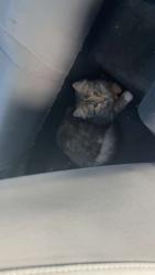 Lost Female Cat last seen Whitetail dr Lenoir NC, Lenoir, NC 28645