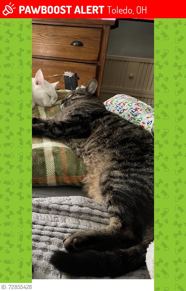 Lost Male Cat last seen Secor/Sylvania, Toledo, OH 43613