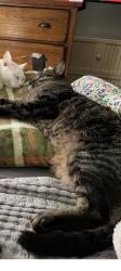 Lost Male Cat last seen Secor/Sylvania, Toledo, OH 43613