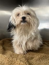Shelter Stray Female Dog last seen LINCON DR, 1601 Airport Rd, Shelby, NC 28150, USA