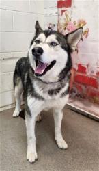 Shelter Stray Male Dog last seen Near BLOCK E 3RD ST, San Bernardino, CA 92401