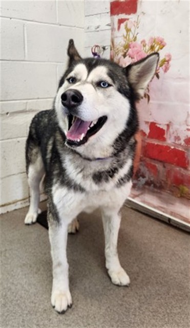 Shelter Stray Male Dog last seen Near BLOCK E 3RD ST, San Bernardino, CA 92401