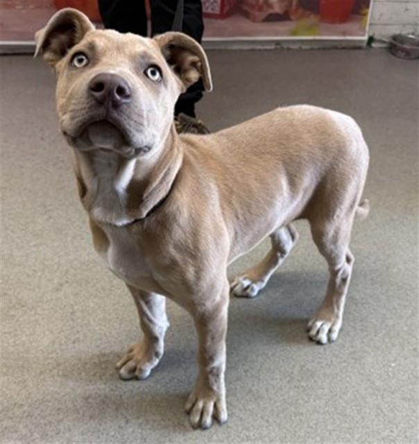 Shelter Stray Male Dog last seen N ARROWHEAD AVE, San Bernardino, CA 92401