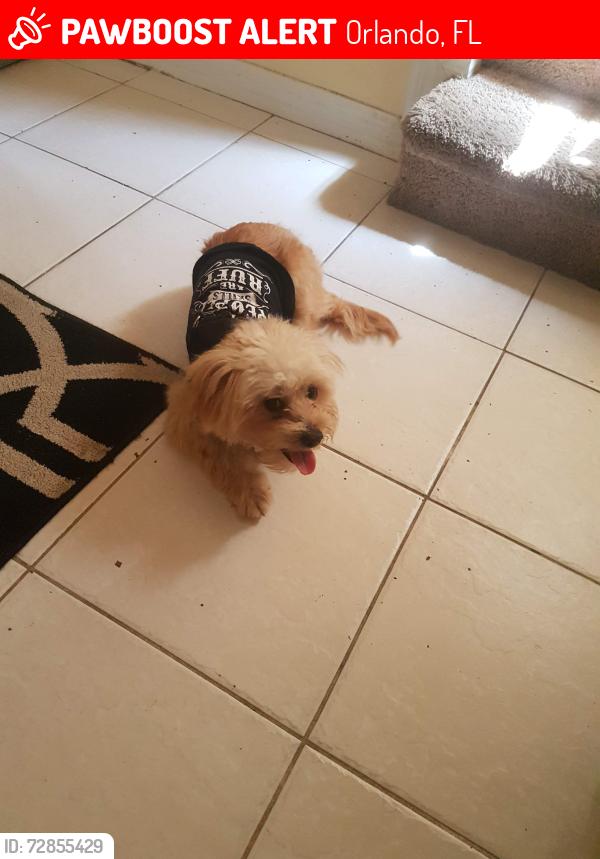 Lost Unknown Dog last seen Pinto Way, Orlando, FL 32810