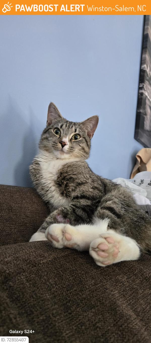 Found/Stray Male Cat last seen Found on Tortoise Lane , Winston-Salem, NC 27127