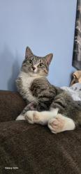 Found/Stray Male Cat last seen Found on Tortoise Lane , Winston-Salem, NC 27127