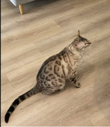 Reunited Male Cat last seen Hillcrest and La Manga, Dallas, TX 75248