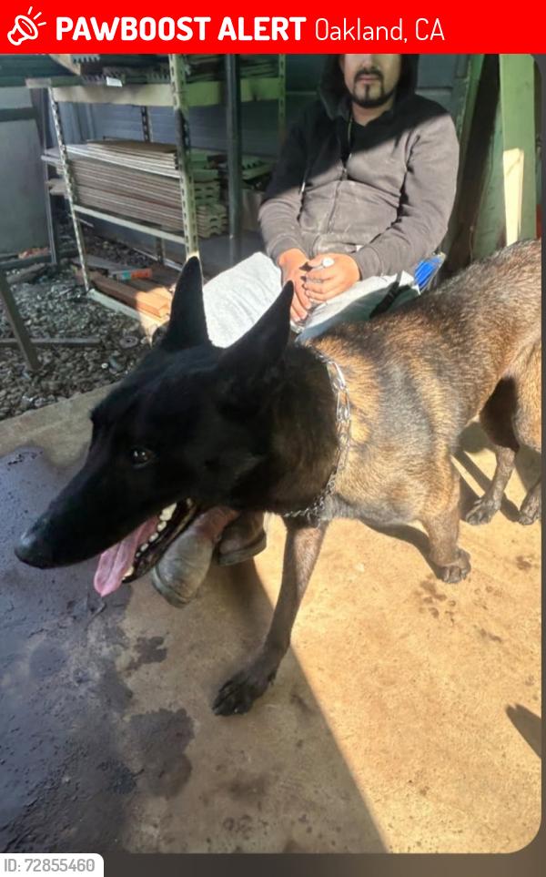Lost Male Dog last seen Prune st , Oakland, CA 94603