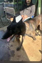 Lost Male Dog last seen Prune st , Oakland, CA 94603