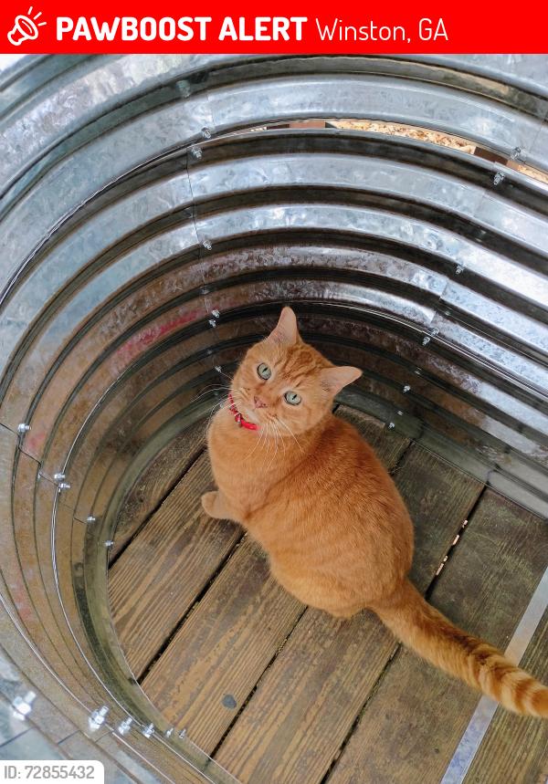Lost Male Cat last seen Highesy, Winston, GA 30187