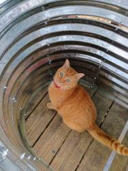 Lost Male Cat last seen Highesy, Winston, GA 30187