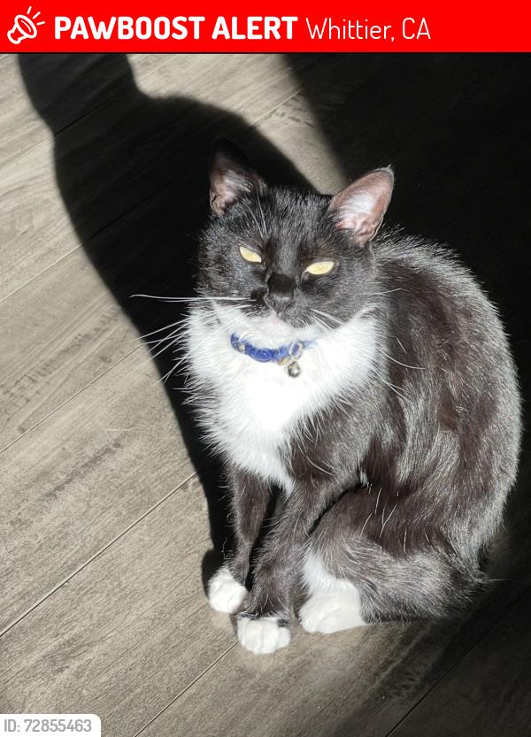 Lost Female Cat last seen Washington and Duchess , Whittier, CA 90606