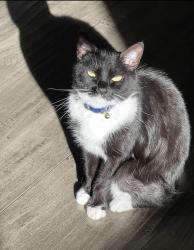 Lost Female Cat last seen Washington and Duchess , Whittier, CA 90606