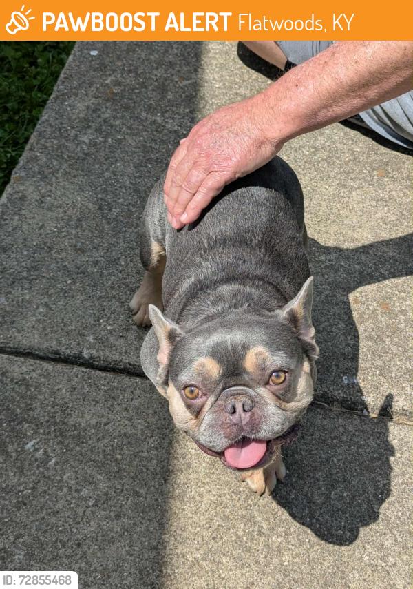 Found/Stray Male Dog last seen Near flatwoods giovannis, Flatwoods, KY 41139