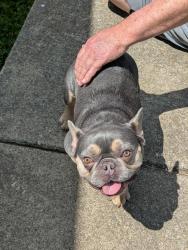 Found/Stray Male Dog last seen Near flatwoods giovannis, Flatwoods, KY 41139