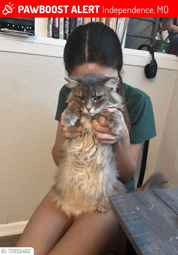 Lost Female Cat last seen S Lynn Street , Independence, MO 64055