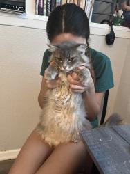 Lost Female Cat last seen S Lynn Street , Independence, MO 64055