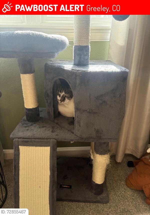 Lost Male Cat last seen West 3rd Street Summer Park Greeley, Greeley, CO 80634