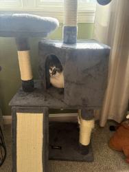Lost Male Cat last seen West 3rd Street Summer Park Greeley, Greeley, CO 80634