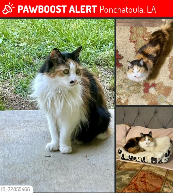 Lost Female Cat last seen Esterbrook rd, Ponchatoula, LA 70454