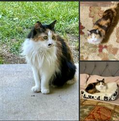Lost Female Cat last seen Esterbrook rd, Ponchatoula, LA 70454