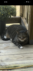 Lost Male Cat last seen Limestone cove, Simerly Creek Rd, TN 37692