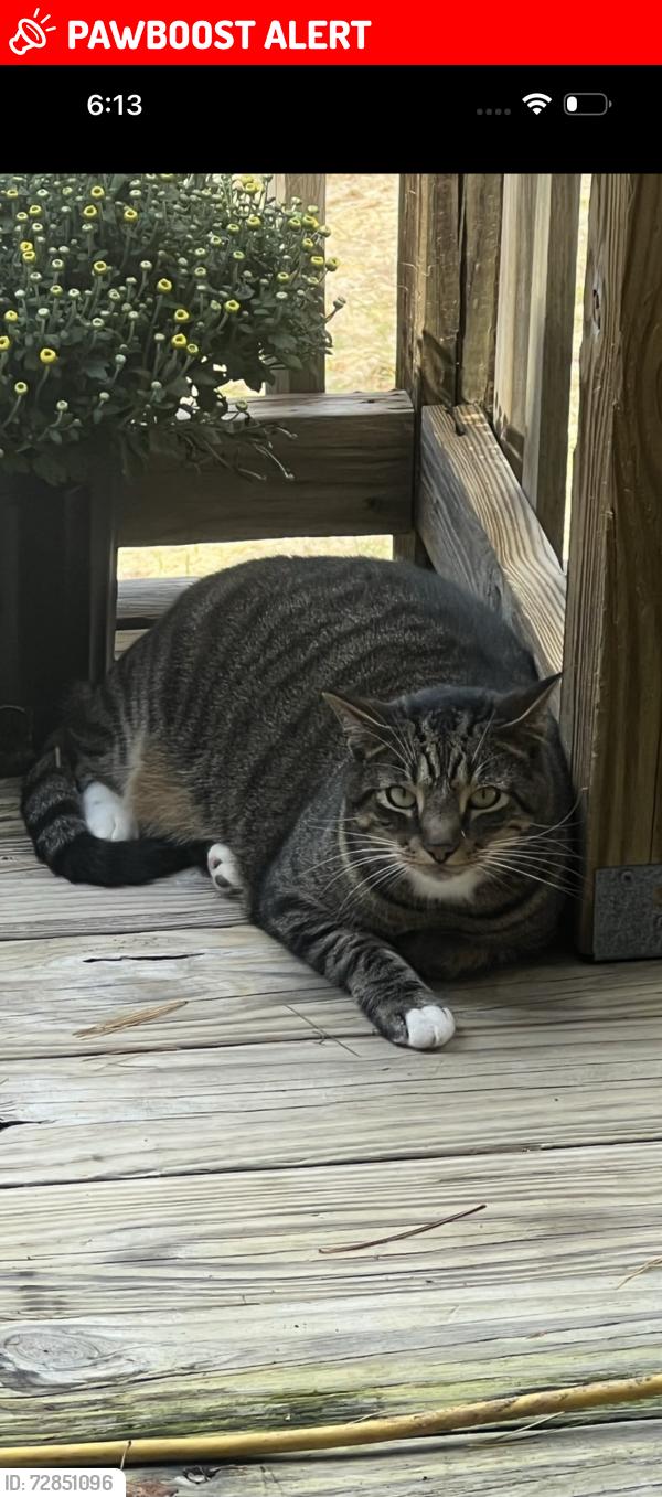 Lost Male Cat last seen Limestone cove, Simerly Creek Rd, TN 37692