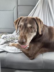 Found/Stray Female Dog last seen Near Minonite Rd, Rosenberg, TX 77469, Rosenberg, TX 77469