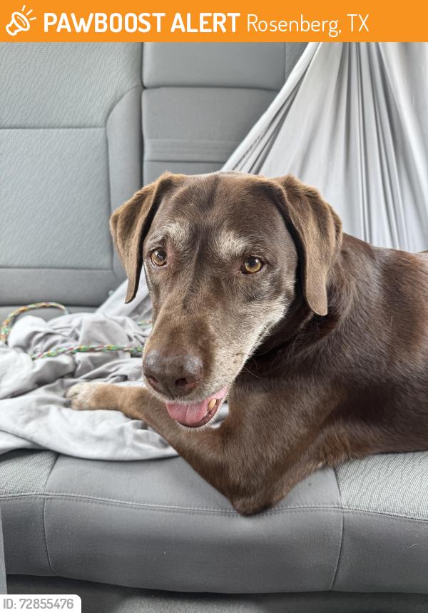 Found/Stray Female Dog last seen Near Minonite Rd, Rosenberg, TX 77469, Rosenberg, TX 77469