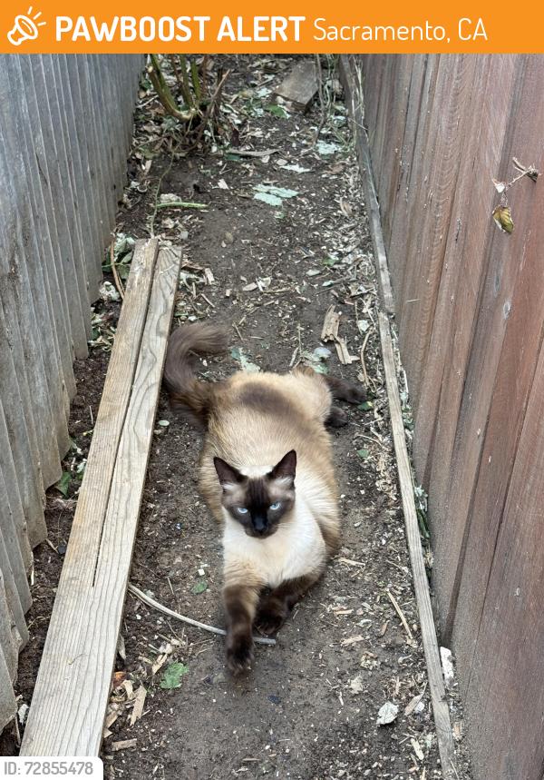 Found/Stray Male Cat last seen albatross way, Sacramento, CA 95815