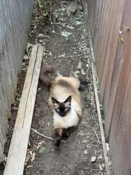 Found/Stray Male Cat last seen albatross way, Sacramento, CA 95815