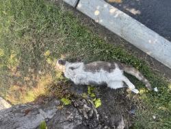 Found/Stray Male Cat last seen Foothill blvd and Riverside ave , Rialto, CA 92376
